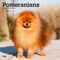 Pomeranians | 2026 12 x 24 Inch (Hanging) Monthly Square Wall Calendar | Plastic-Free